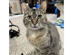 Adopt Sprite a Domestic Short Hair