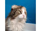 Adopt Meeshka a Domestic Long Hair