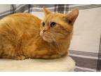 Adopt Reginald a Orange or Red Tabby Domestic Shorthair / Mixed cat in