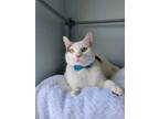Adopt Bennett a White (Mostly) Domestic Shorthair / Mixed (short coat) cat in
