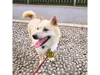 Adopt Raon a Tan/Yellow/Fawn - with White Shiba Inu / Jindo / Mixed dog in