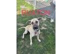 Adopt Ruxton Society a Tan/Yellow/Fawn Retriever (Unknown Type) / American Pit