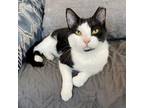 Adopt Fry a Turkish Van cat in Knoxville, TN (38609183)