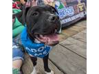 Adopt Link a Black Pit Bull Terrier / Mixed Breed (Medium) / Mixed dog in Pequot