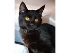 Adopt Taylor a Domestic Short Hair