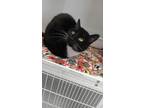 Adopt Goddess a American Shorthair