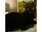 Adopt Adele a Domestic Short Hair