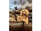 Adopt Lucy Poodle a Standard Poodle