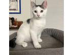 Adopt Paprika 2023 a White Domestic Shorthair / Mixed cat in Bensalem