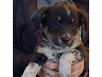 Adopt Charley a Australian Shepherd, Rat Terrier