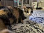 Adopt Iris a Calico or Dilute Calico Calico (short coat) cat in Cary