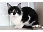 Adopt Astrid a Domestic Short Hair