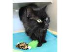 Adopt Zelda a Domestic Medium Hair, Domestic Short Hair