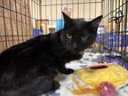 Adopt Sabrina a Domestic Short Hair