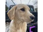 Adopt Sunlight Road 6 a Retriever