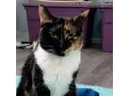 Adopt Coral a Domestic Short Hair