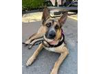 Adopt Ananda a German Shepherd Dog, Hound