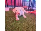 Adopt Polar bear a Jack Russell Terrier, Black Labrador Retriever