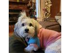 Adopt Cleo a Havanese