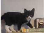 Adopt Patch a Domestic Short Hair