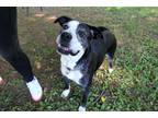Adopt Margie a Black - with White Mixed Breed (Medium) / Mixed dog in Mebane