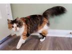 Adopt Delilah a Domestic Longhair / Mixed (short coat) cat in Spring