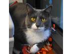 Adopt Prince a Gray or Blue Domestic Shorthair / Mixed cat in West Palm Beach