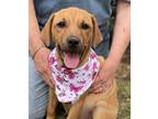 Adopt Edith - sister of Archie a Hound, Black Mouth Cur