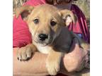 Adopt Magenta - sister of Violet a Hound, Labrador Retriever