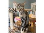 Adopt Felicity a Domestic Short Hair