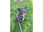 Adopt Oreo a Cattle Dog, Black Labrador Retriever