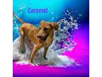 Adopt Caramel a Labrador Retriever