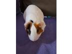 Adopt Eunice a White Guinea Pig small animal in Williston, FL (38680288)