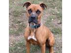 Adopt Amelia a Brown/Chocolate Boxer / Mixed Breed (Medium) / Mixed dog in
