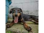 Adopt Aria a Doberman Pinscher