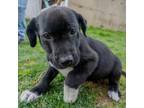 Adopt Nova a Labrador Retriever