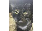 Adopt MARCY a Domestic Short Hair