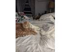 Adopt Santana a Orange or Red Domestic Shorthair / Mixed (short coat) cat in