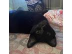 Adopt Birdie a All Black Domestic Shorthair / Mixed cat in Allen, TX (38607054)