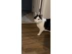 Adopt Clyde a Black & White or Tuxedo Tabby / Mixed (medium coat) cat in