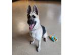 Adopt Rose a Black German Shepherd Dog / Mixed dog in Hudson, NY (38836247)