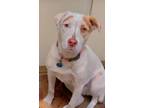 Adopt Hazel a White Labrador Retriever / Boxer / Mixed dog in Hallandale Beach