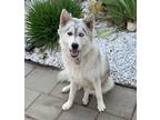 Adopt Arturito a White Husky / Mixed dog in Visalia, CA (38605479)