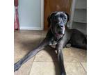 Adopt Cauliflower a Black - with Gray or Silver Great Dane / Mixed dog in