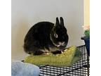 Adopt Kimber a Black Netherland Dwarf / Mixed rabbit in Westford, MA (38721384)