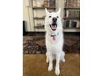 Adopt Teea a Husky