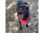 Adopt Wanda a Black German Shepherd Dog / Shepherd (Unknown Type) / Mixed dog in