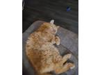 Adopt Mr. Sam Whiskers a Orange or Red Domestic Longhair / Mixed (medium coat)