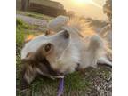 Adopt Journey a Australian Shepherd, Rough Collie