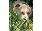 Adopt Rocky a Brindle - with White American Staffordshire Terrier / Mixed dog in